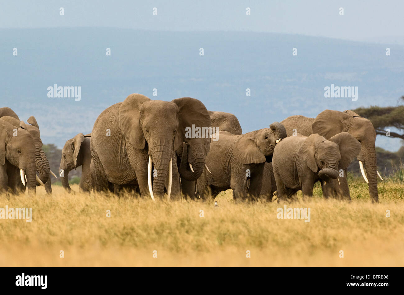 African Elephants (Loxodonta africana) walking Stock Photo