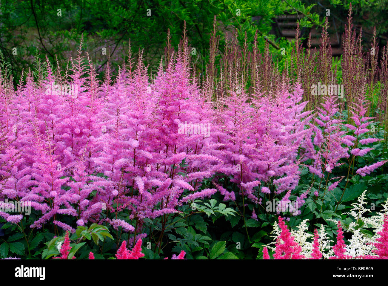 Astilbe 'Amethyst' - National Collection of Astilbe, Marwood Hill Garden, North Devon Stock Photo
