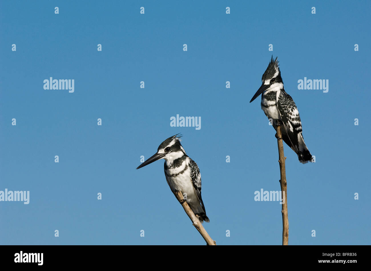 Two Pied kingfishers perched on reeds against a blue sky Stock Photo