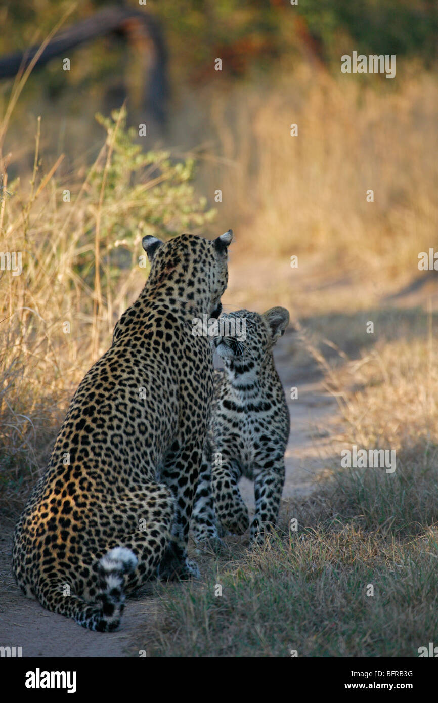 Leopard with cub sitting in bush track Stock Photo