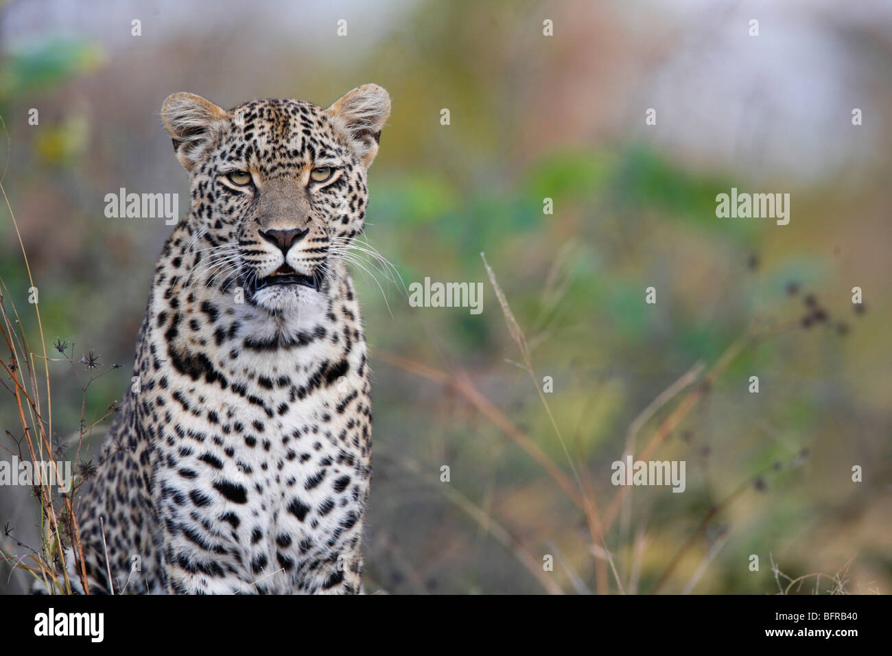 Leopard looking head-on Stock Photo