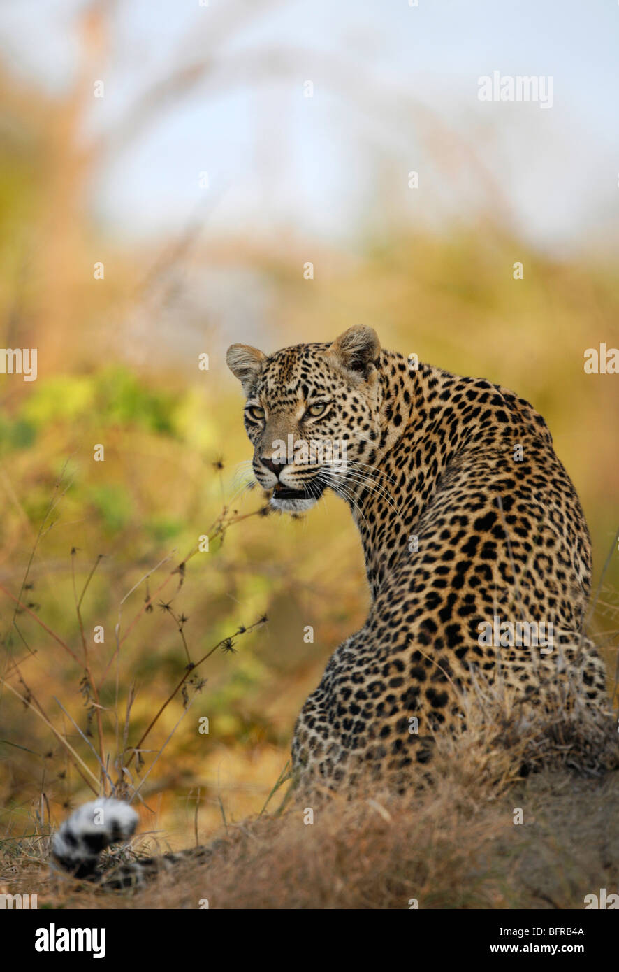 Rear view of seated Leopard looking back over its shoulder flicking its tail Stock Photo