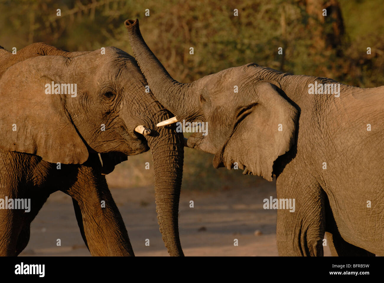 Pair of young elephant bulls sparring Stock Photo