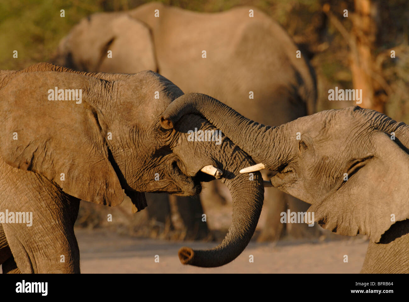 Pair of young elephant bulls sparring Stock Photo