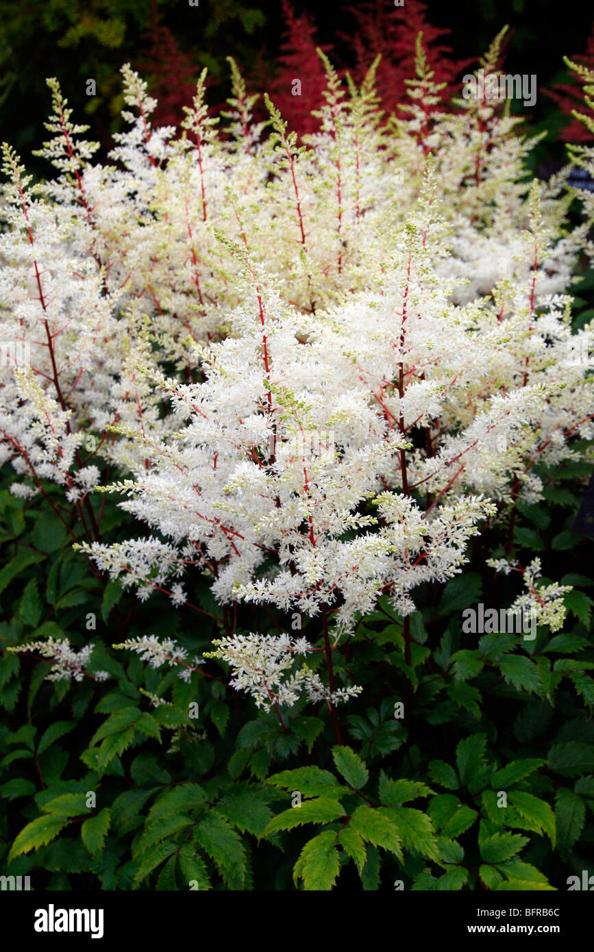 Astilbe 'Rock and Roll' - National Collection of Astilbe, Marwood Hill Garden, North Devon Stock Photo
