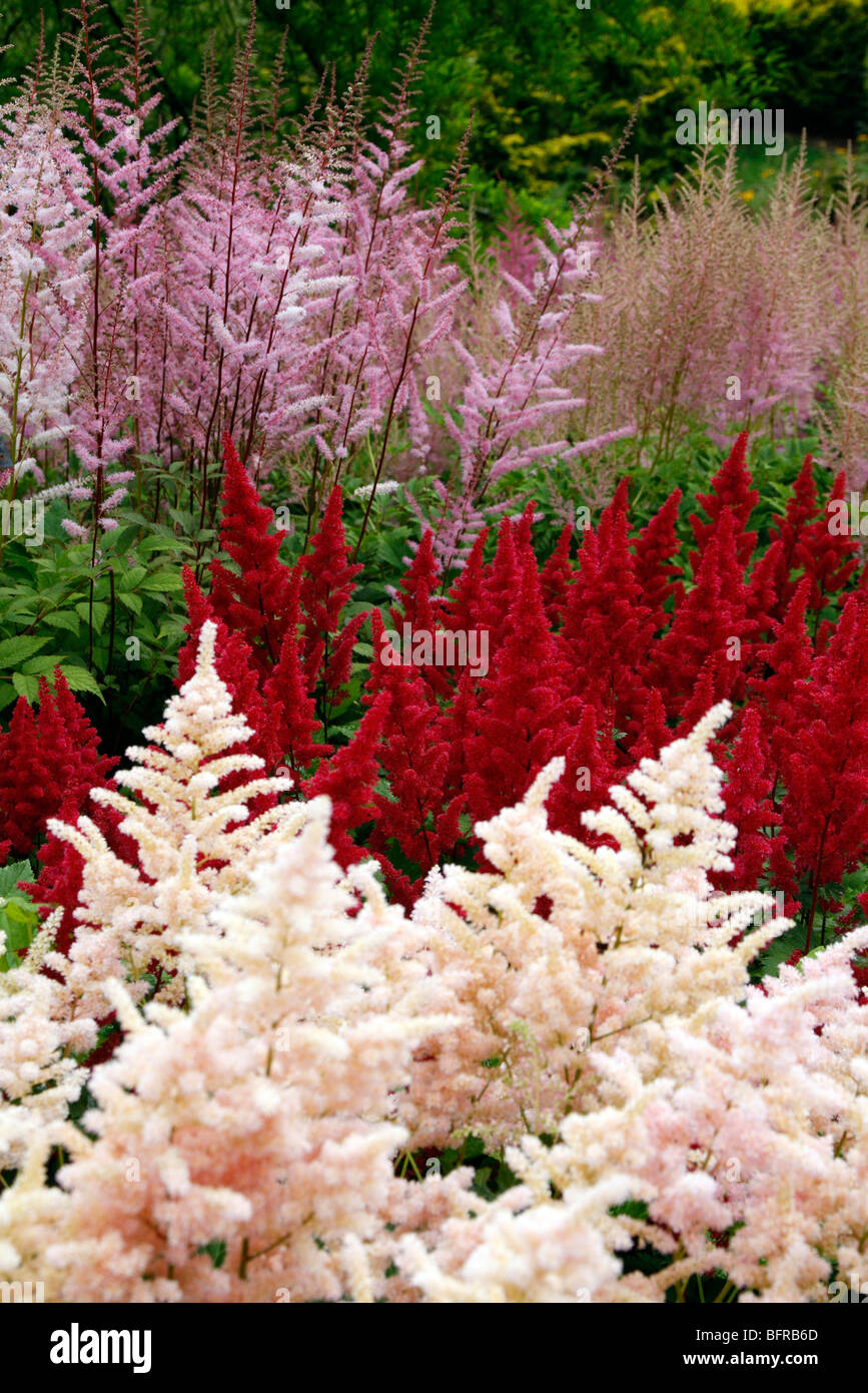 Astilbe - front to back - 'Peach Blossom', 'Etna', 'Harmony' -National Collection of Astilbe, Marwood Hill Garden, North Devon Stock Photo