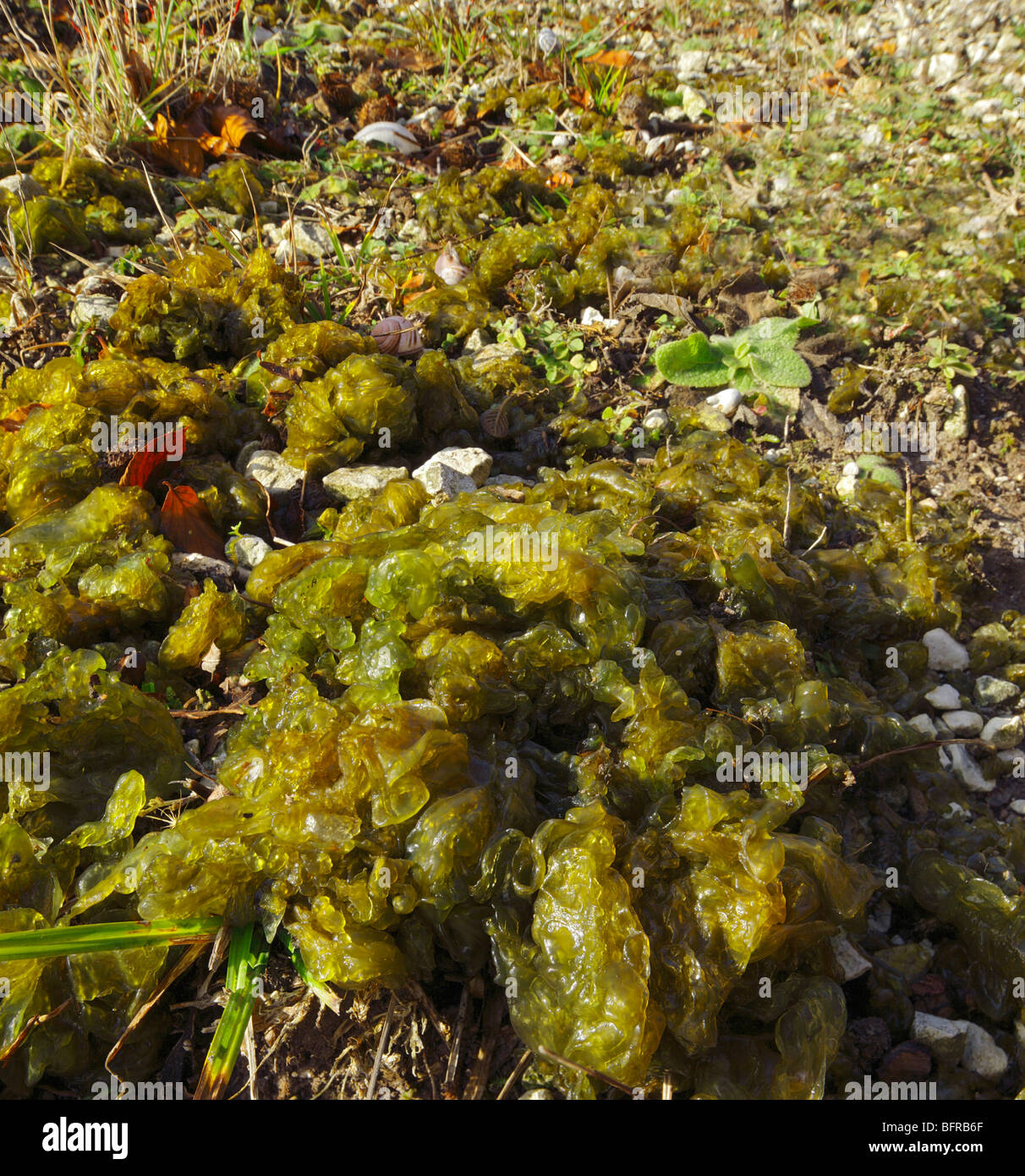 Nostoc Algae. Chalk Downland, Kent, England, UK. Stock Photo