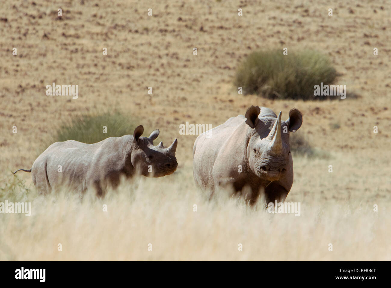 Desert-adapted black rhino Stock Photo