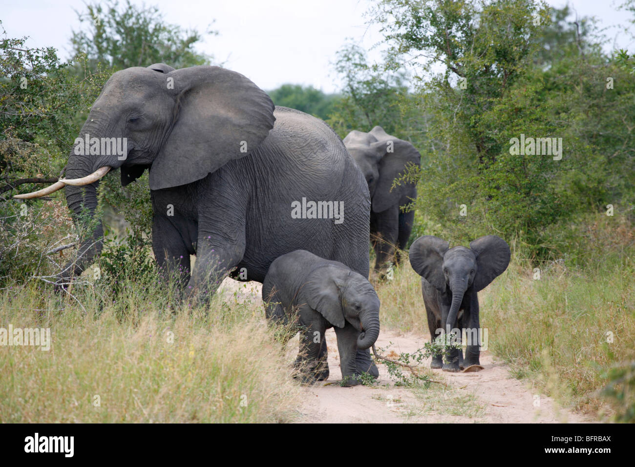 Breeding herd of elephant with babies feeding on bushveld shrubs Stock Photo