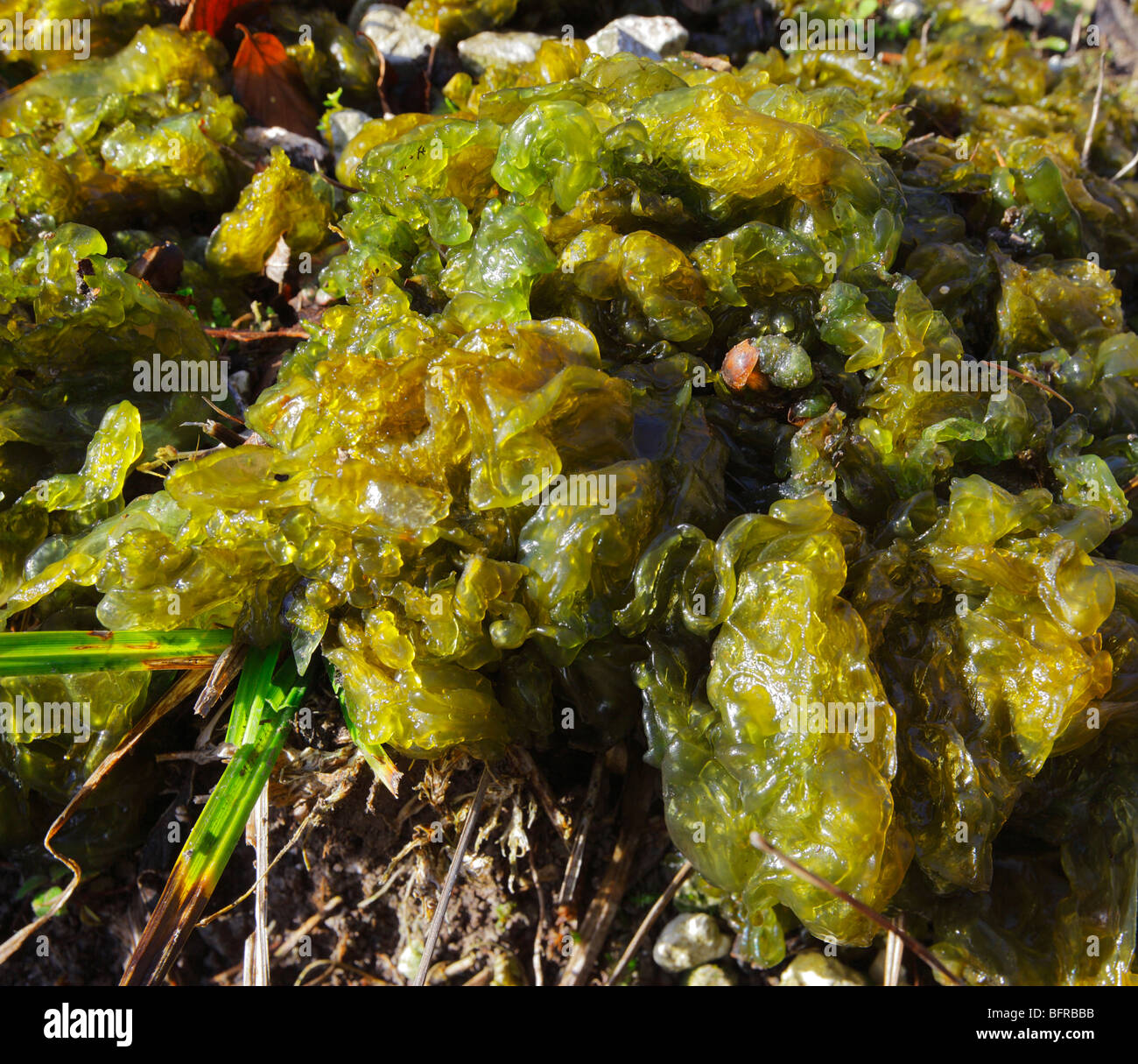Nostoc Algae. Chalk Downland, Kent, England, UK. Stock Photo