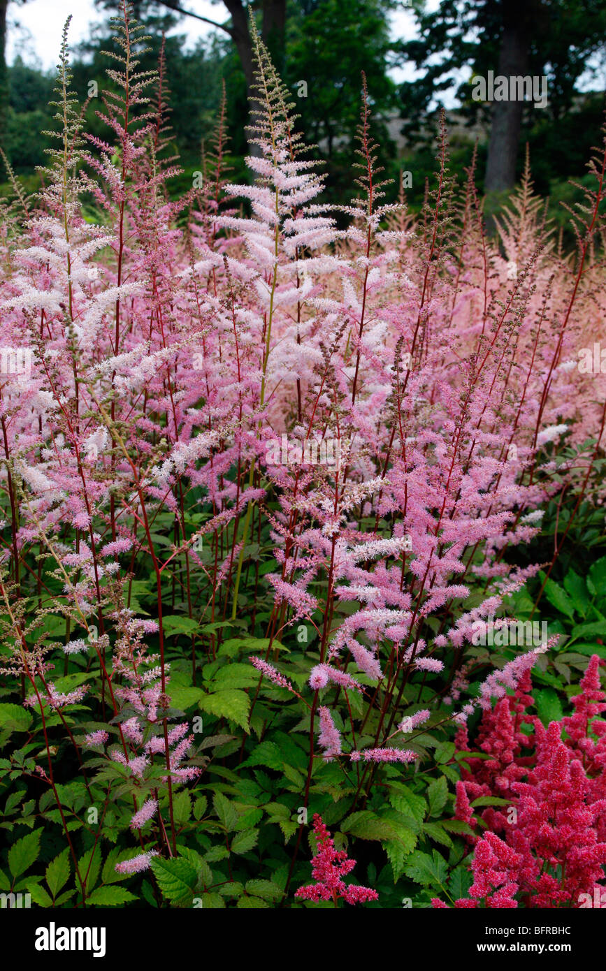 Astilbe 'Juno' - National Collection of Astilbe, Marwood Hill Garden, North Devon Stock Photo