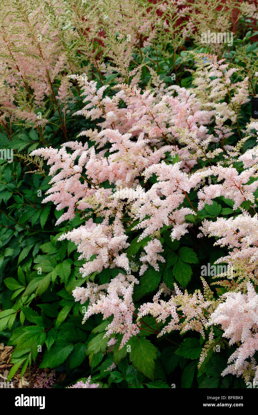 Astilbe x rosea  'Queen Alexandra' - National Collection of Astilbe, Marwood Hill Garden, North Devon Stock Photo