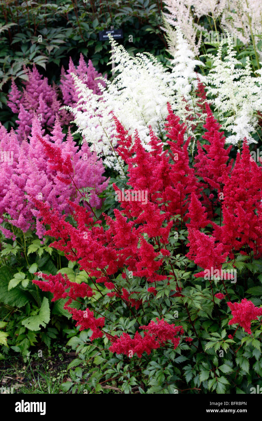 The red Astilbe 'Fanal', the white Astilbe simplicifolia 'Praecox Alba' and Astilbe 'Mainz' - National Collection of Astilbe, Ma Stock Photo