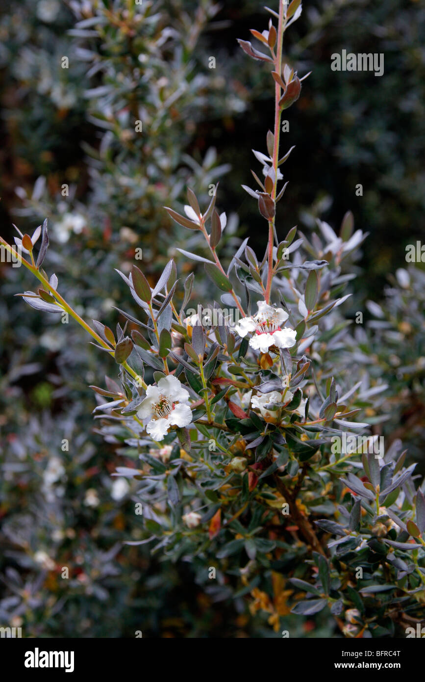 Leptospermum laevigatum Stock Photo