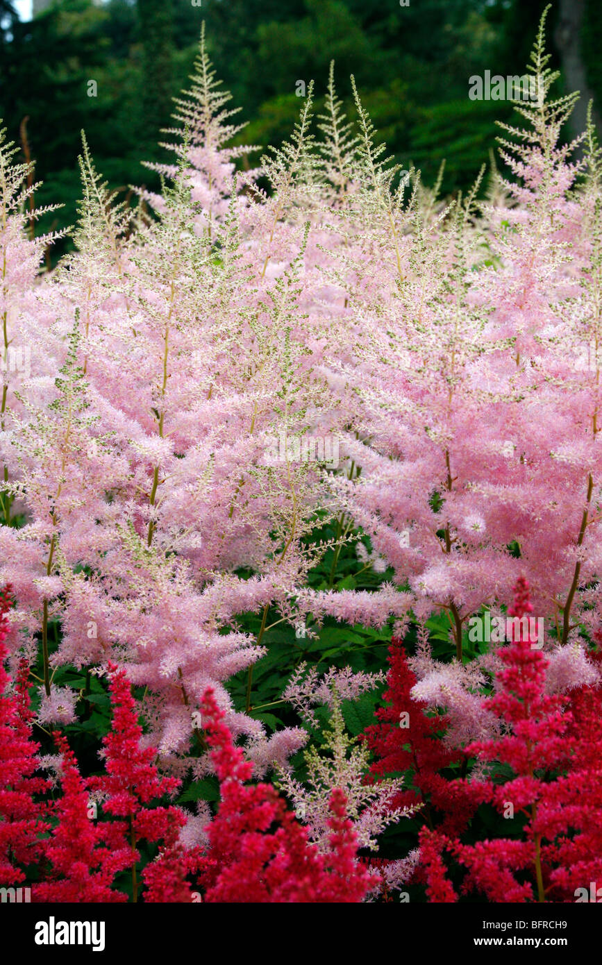 Astilbe 'Ceres' - National Collection of Astilbe, Marwood Hill Garden, North Devon Stock Photo