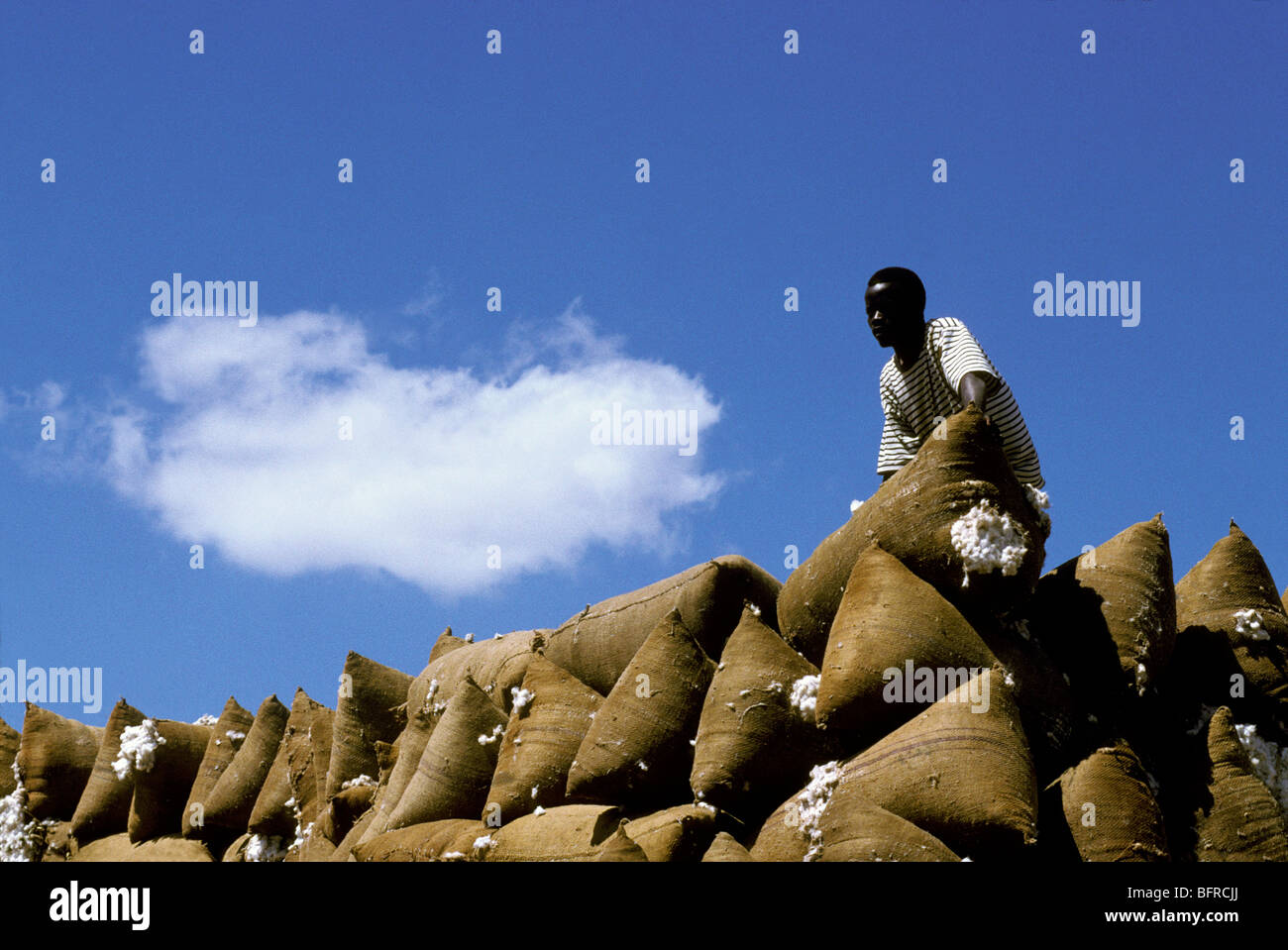 Man loading cotton sacks Stock Photo