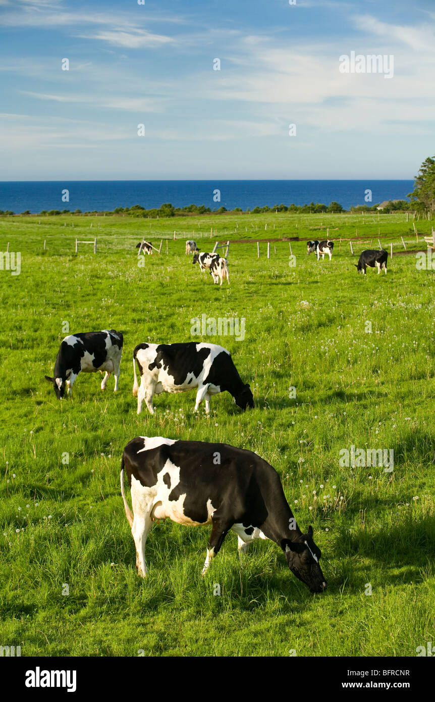 grazing Holstein dairy cows, Cavendish, Prince Edward Island, Canada Stock Photo