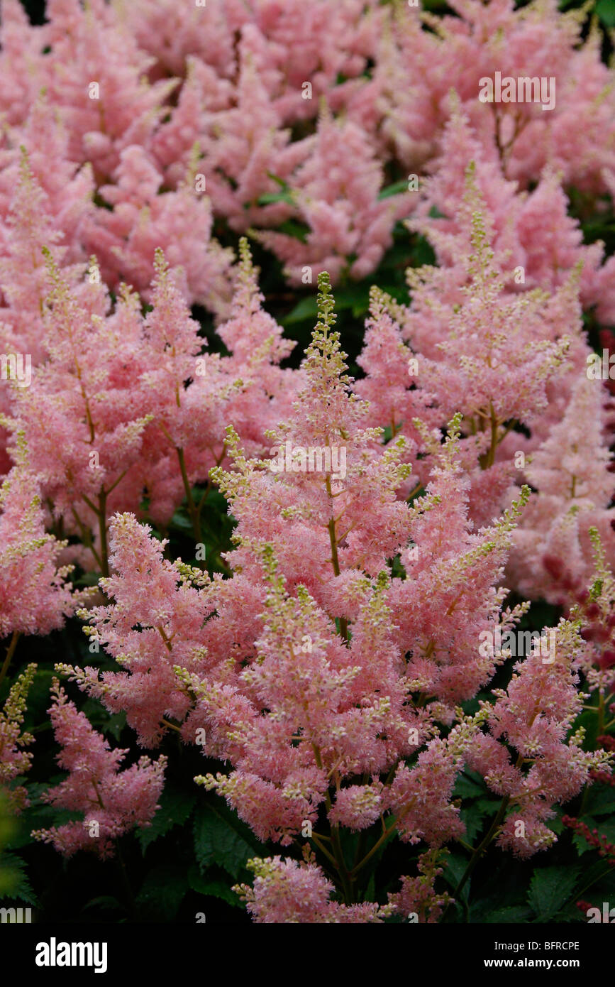 Astilbe 'Sister Theresa' syn A. 'Zuster Theresa' - National Collection of Astilbe, Marwood Hill Garden, North Devon Stock Photo