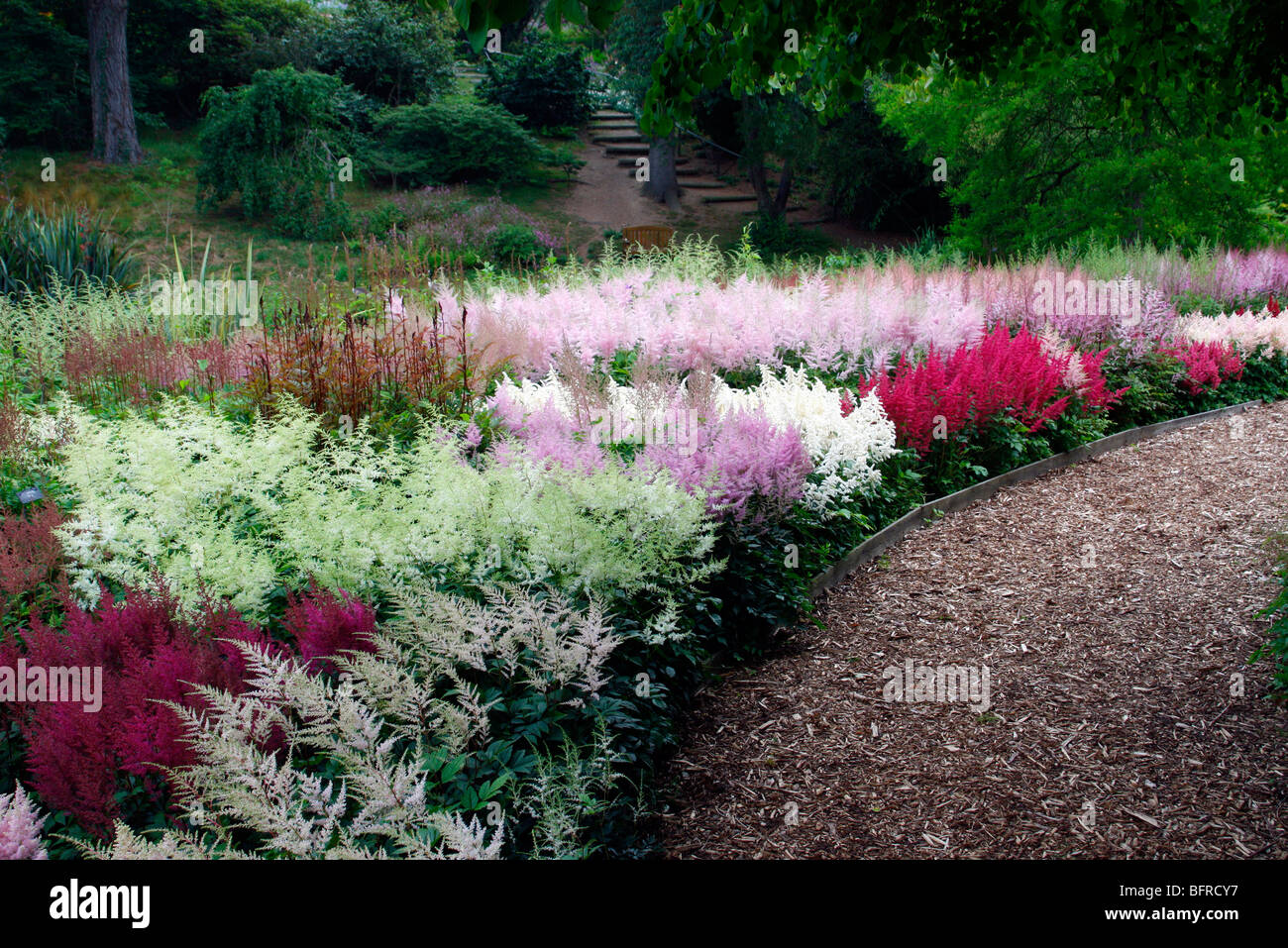 Part of the national Astilbe collection at Marwood Hill Garden, Devon Stock Photo