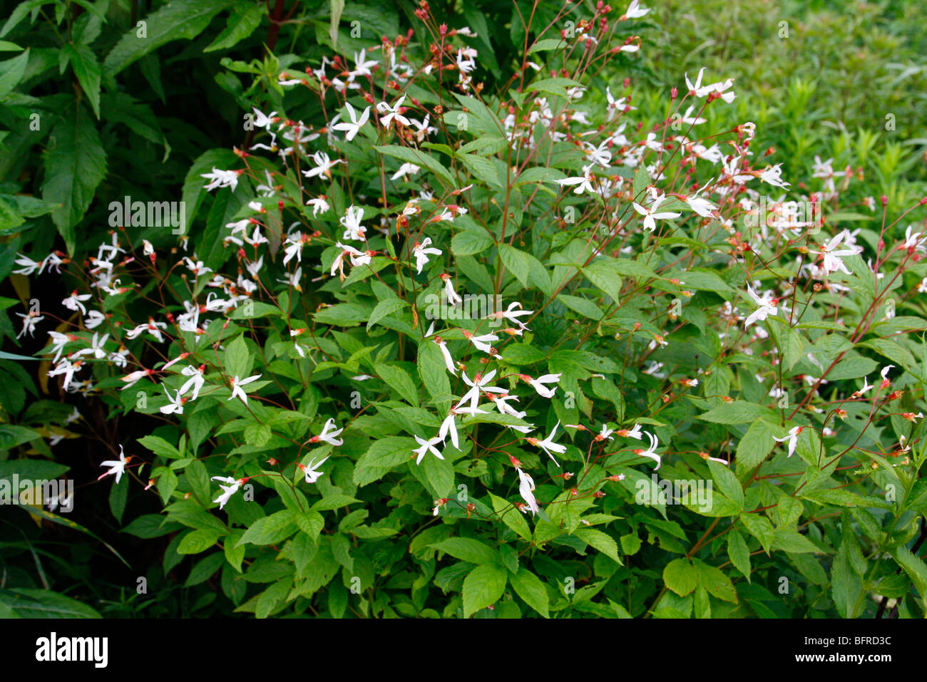 Gillenia trifoliata AGM Stock Photo