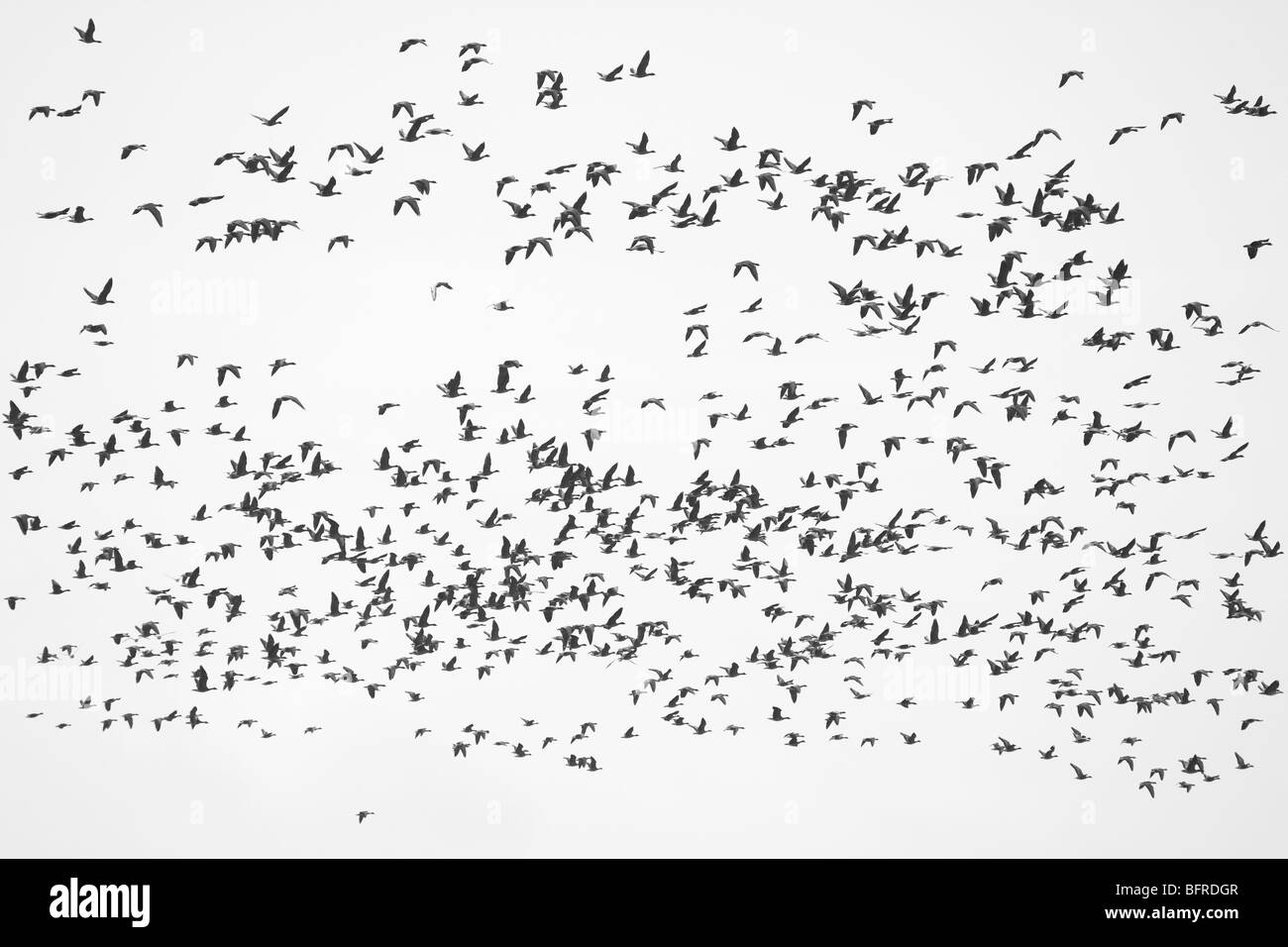 Pink-footed Goose Anser brachyrhynchos large flock in flight black & white image Stock Photo