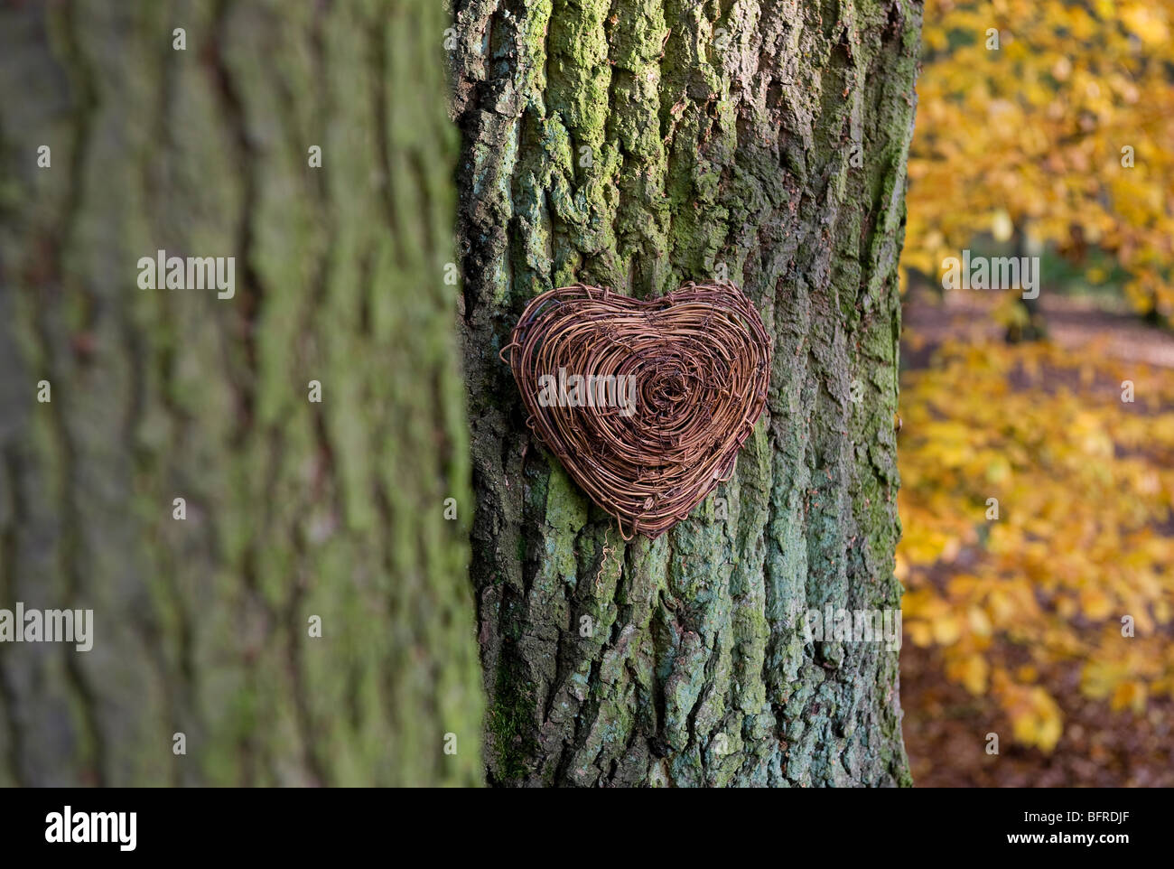 I love nature heart in english woodland Stock Photo
