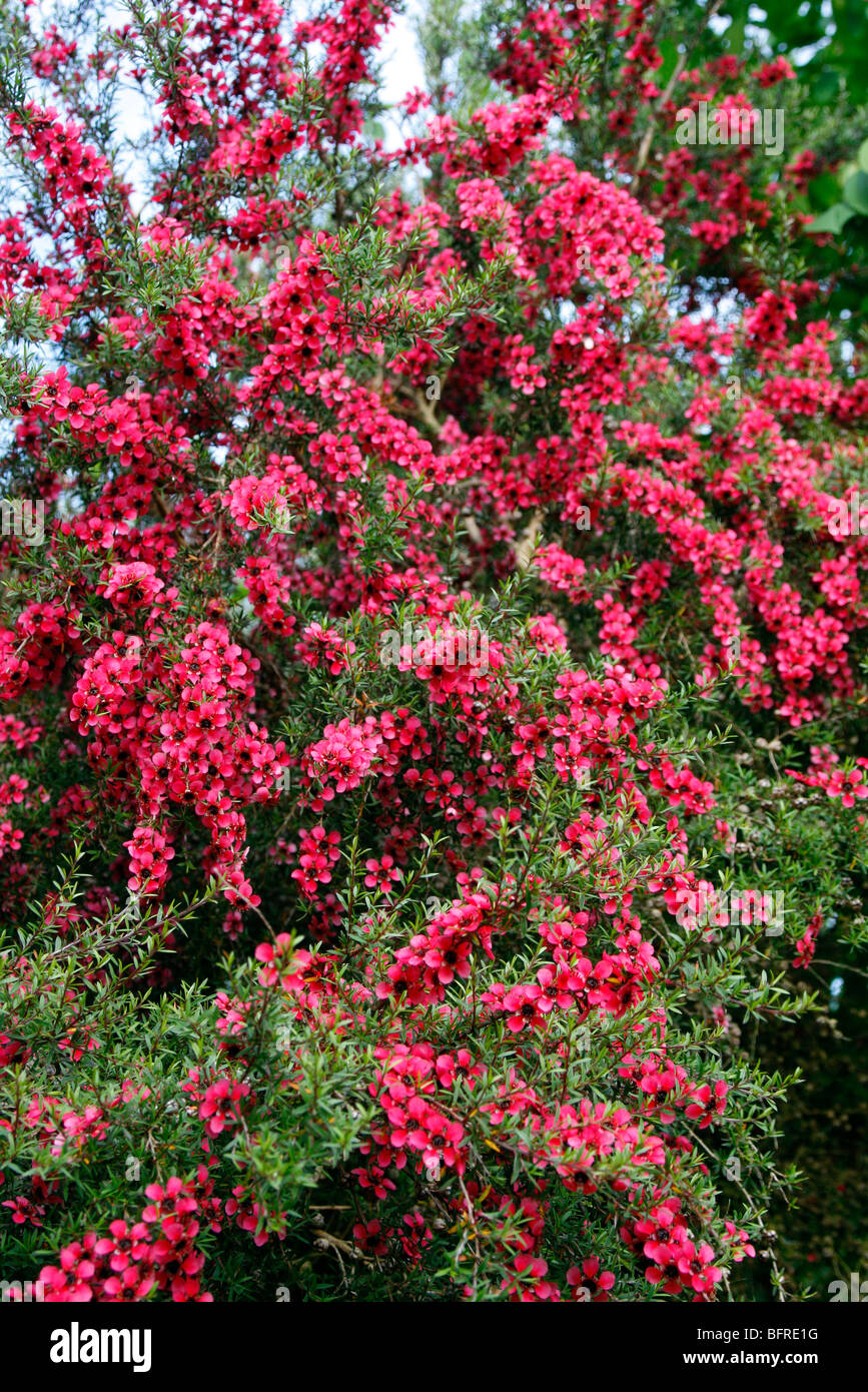 Leptospermum scorparium 'Red Damask' AGM Stock Photo
