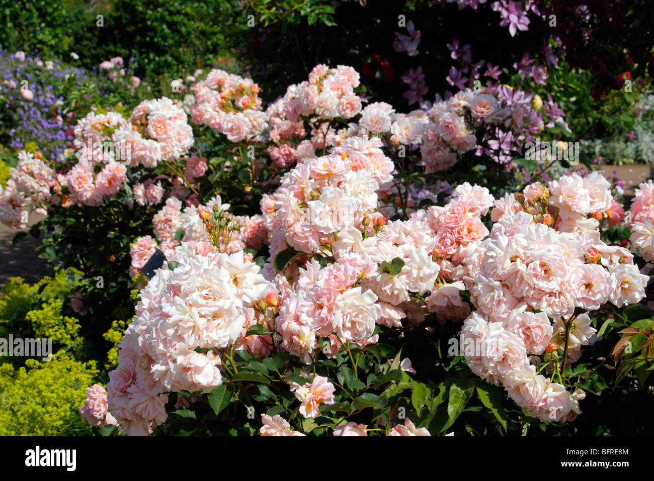 Rosa Felicia Hybrid Musk Rose Stock Photo Alamy