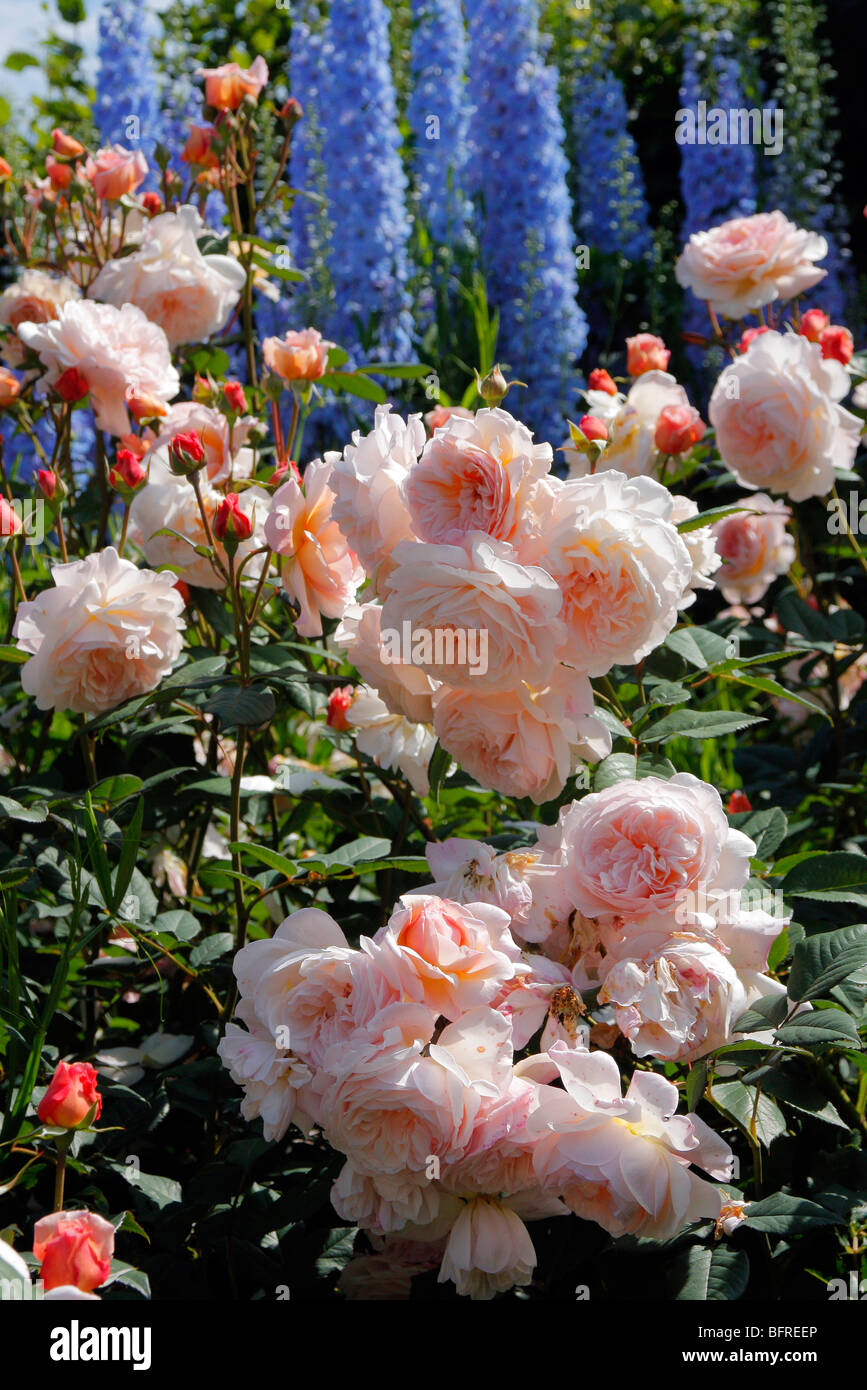 Rosa 'A Shropshire Lad' David Austin New English Rose Stock Photo - Alamy