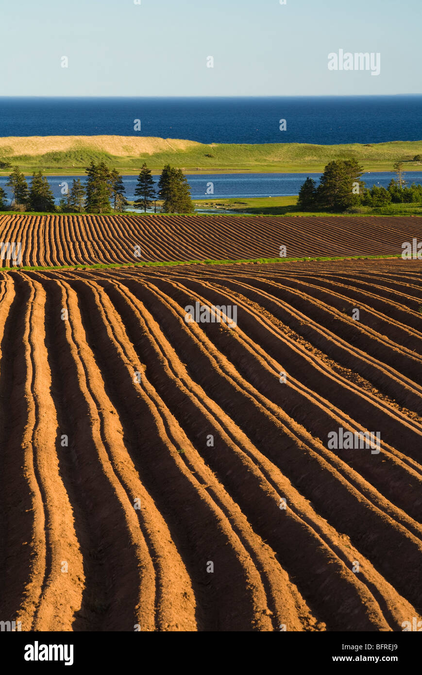 newly planted potato field, South Lake, Prince Edward Island Stock