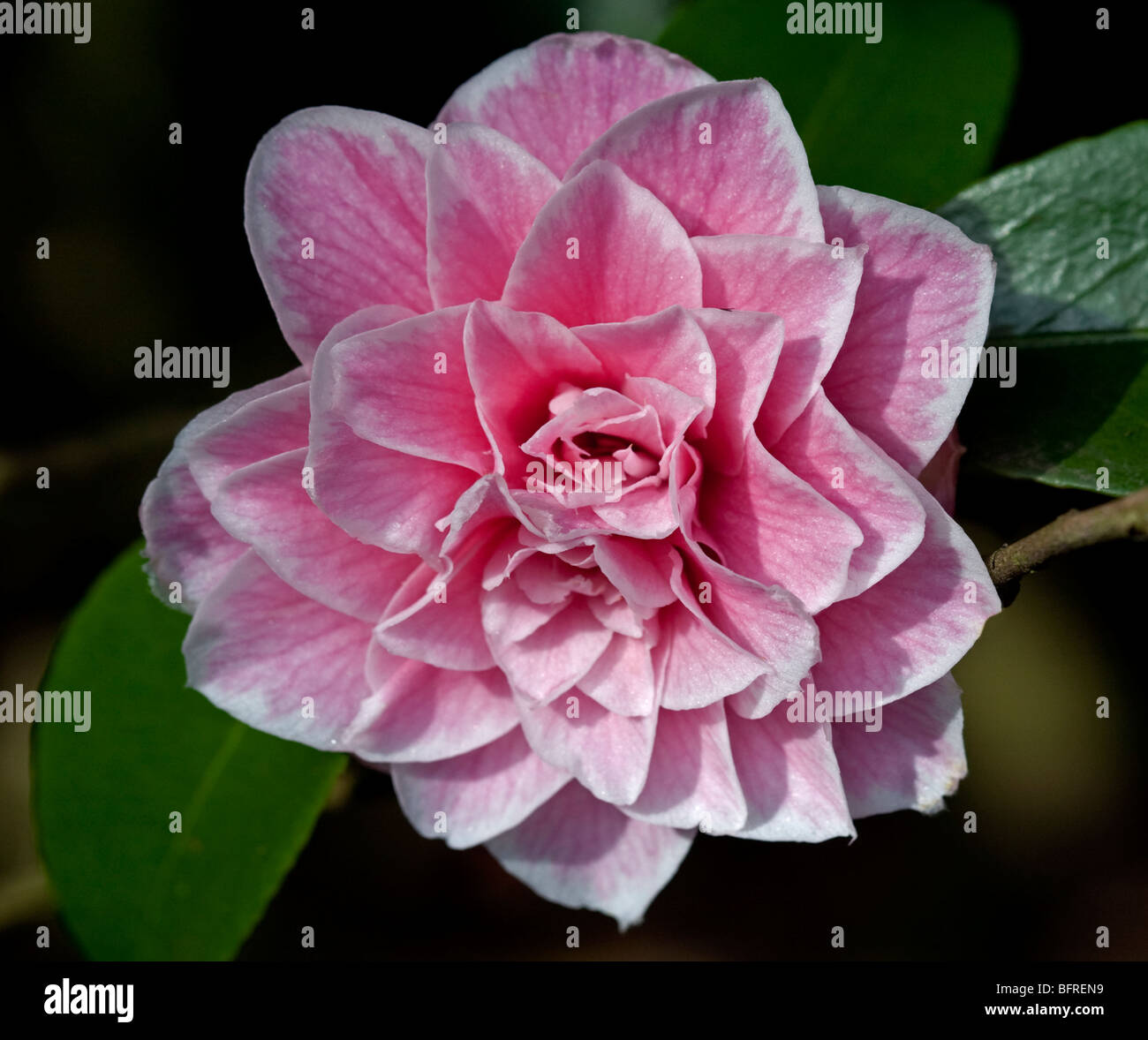 Camellia Julia Dayton Stock Photo