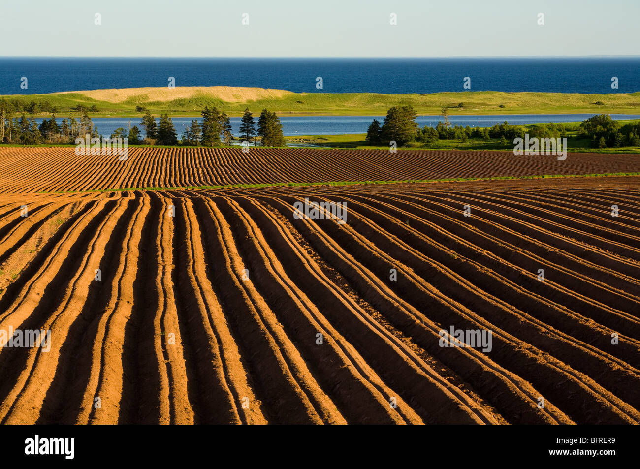 newly planted potato field, South Lake, Prince Edward Island, Stock Photo
