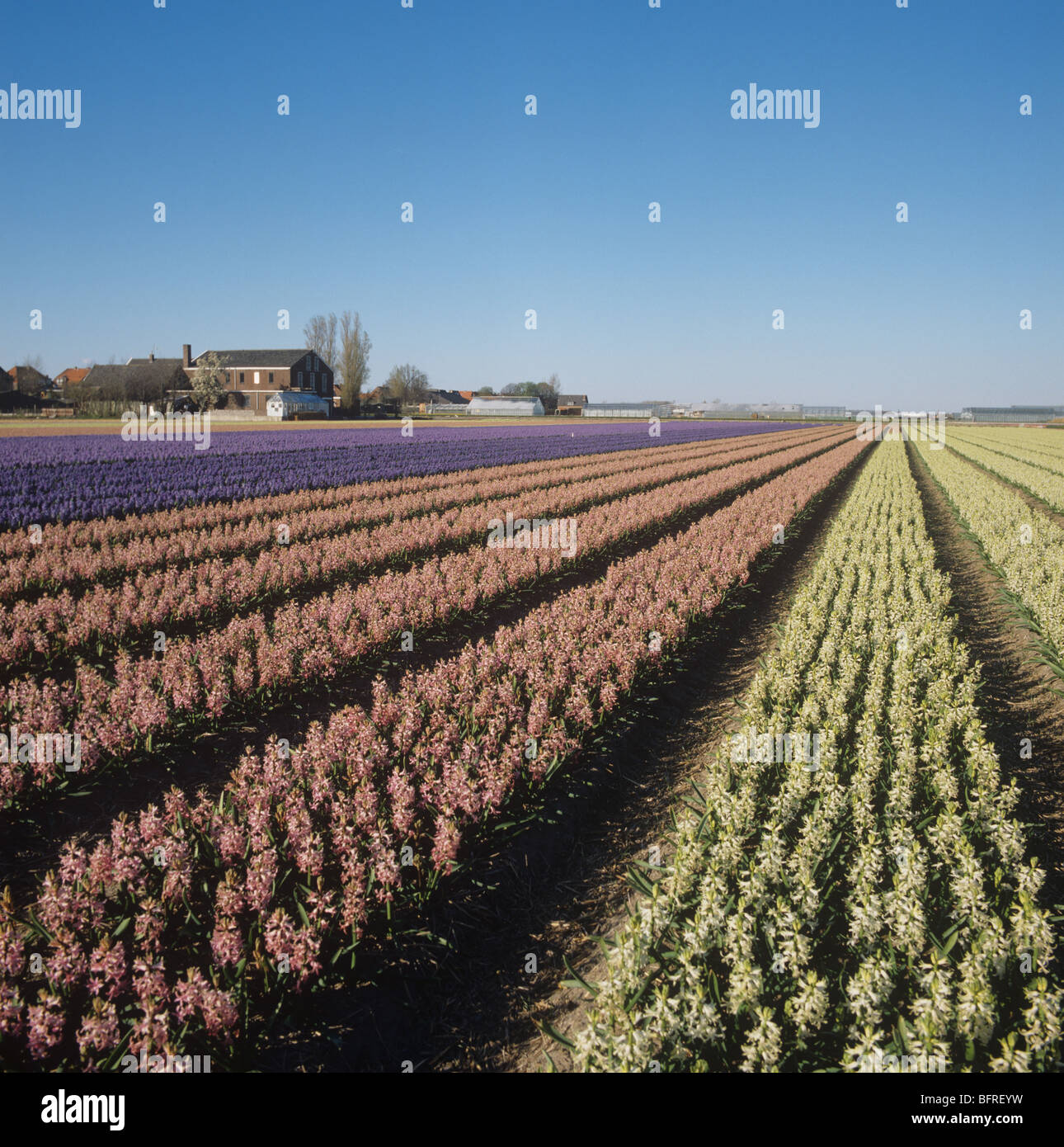 Blue, pink and white hyacinths flowering in a Dutch bulbfield on a clear spring day Stock Photo