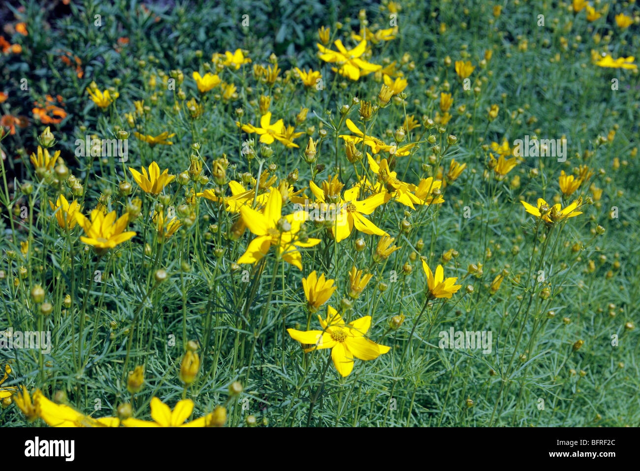 Coreopsis verticillata 'Grandiflora' AGM Stock Photo