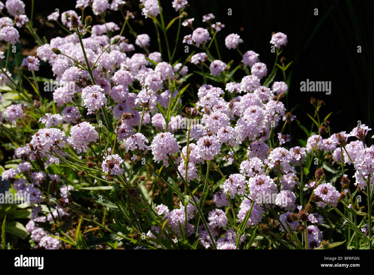 Verbena rigida f. lilacina 'Lilac Haze' Stock Photo