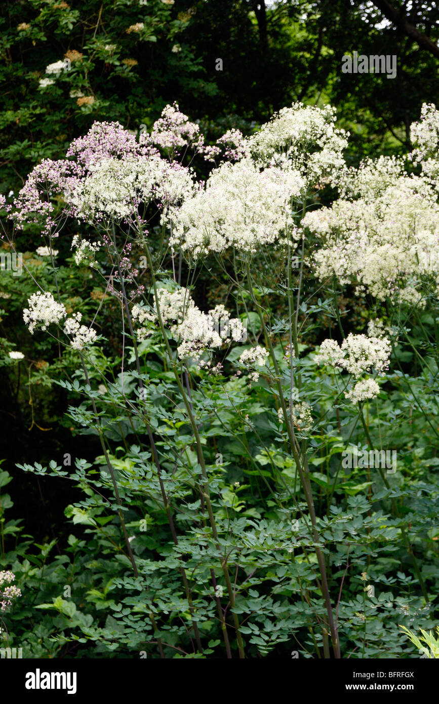 Thalictrum 'Elin' 2.5 metres tall and unsupported Stock Photo