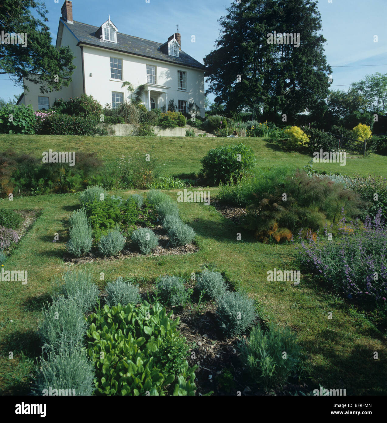 Small herb garden beds edged with Santolina in front of country house, Devon Stock Photo