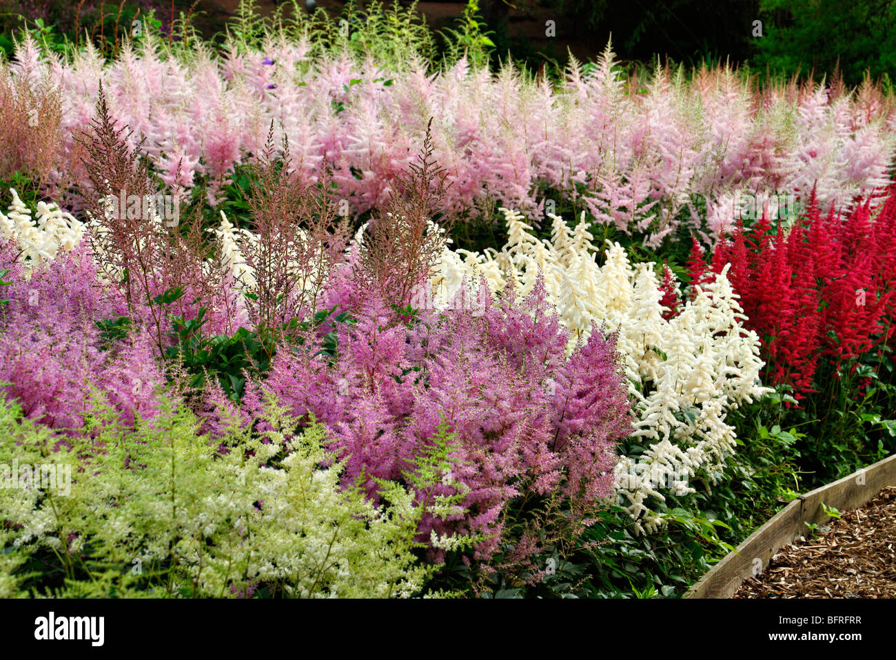Part of the national Astilbe collection at Marwood Hill Garden, Devon Stock Photo