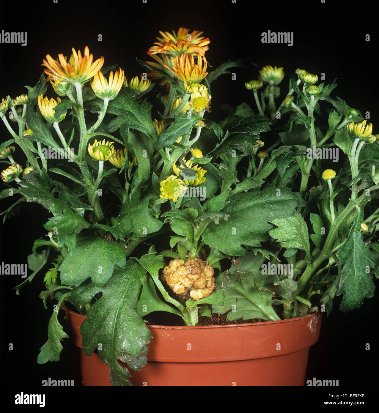 Crown gall (Rhizobium radioobacter) on Chrysanthemum plant Stock Photo