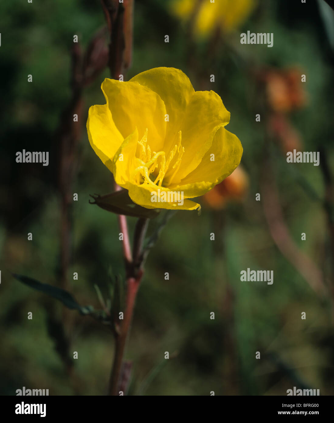 Perennial evening primrose (Oenothera macrocarpa) flower in the late afternoon Stock Photo