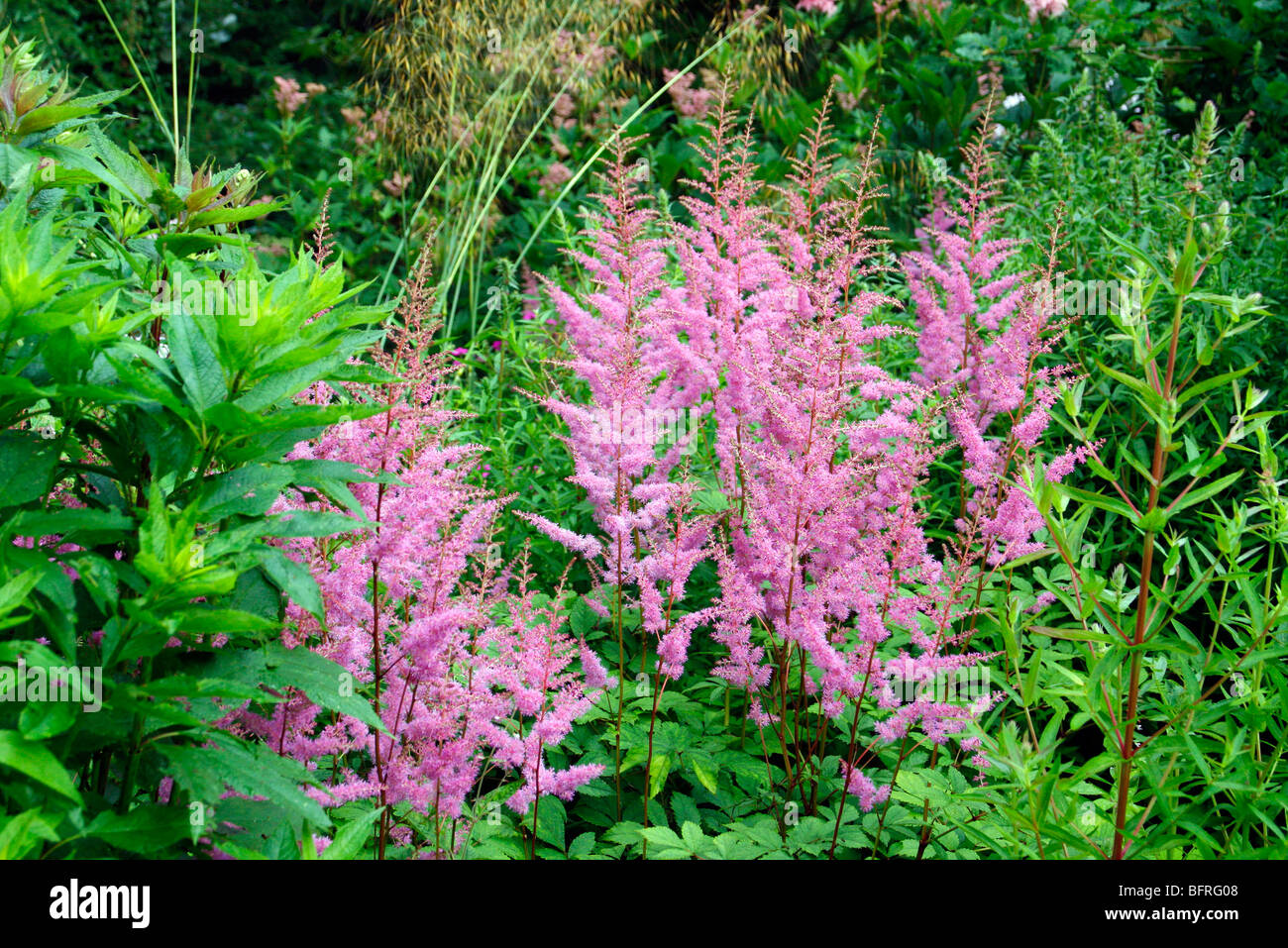Holbrook, the pink garden, July - Astilbe 'cattleya' Stock Photo