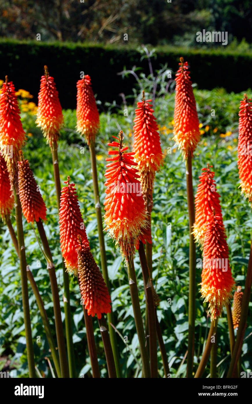 Kniphofia 'Royal Standard' AGM Stock Photo