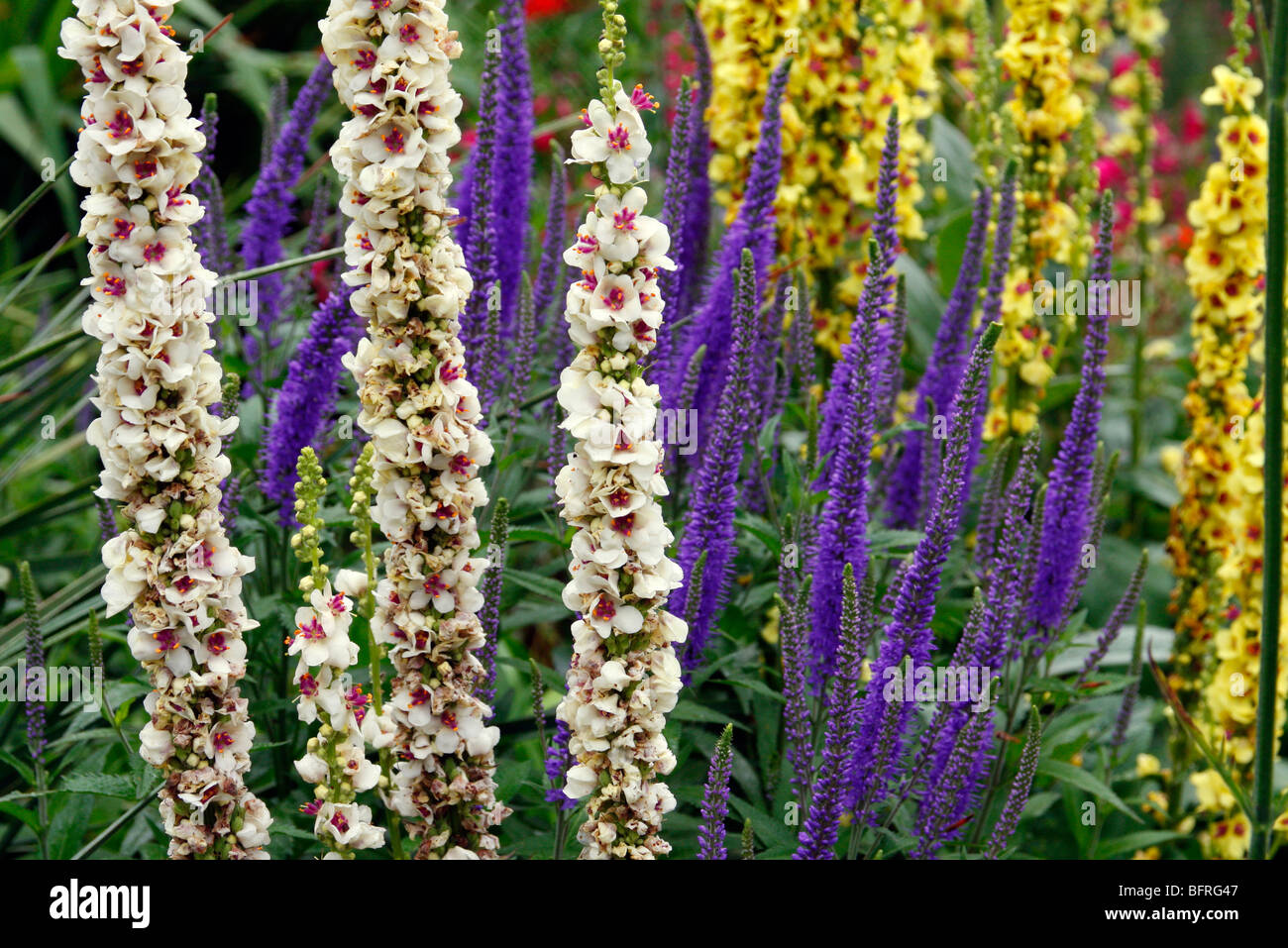 Veronica spicata with colour forms of Verbascum chauxii Stock Photo
