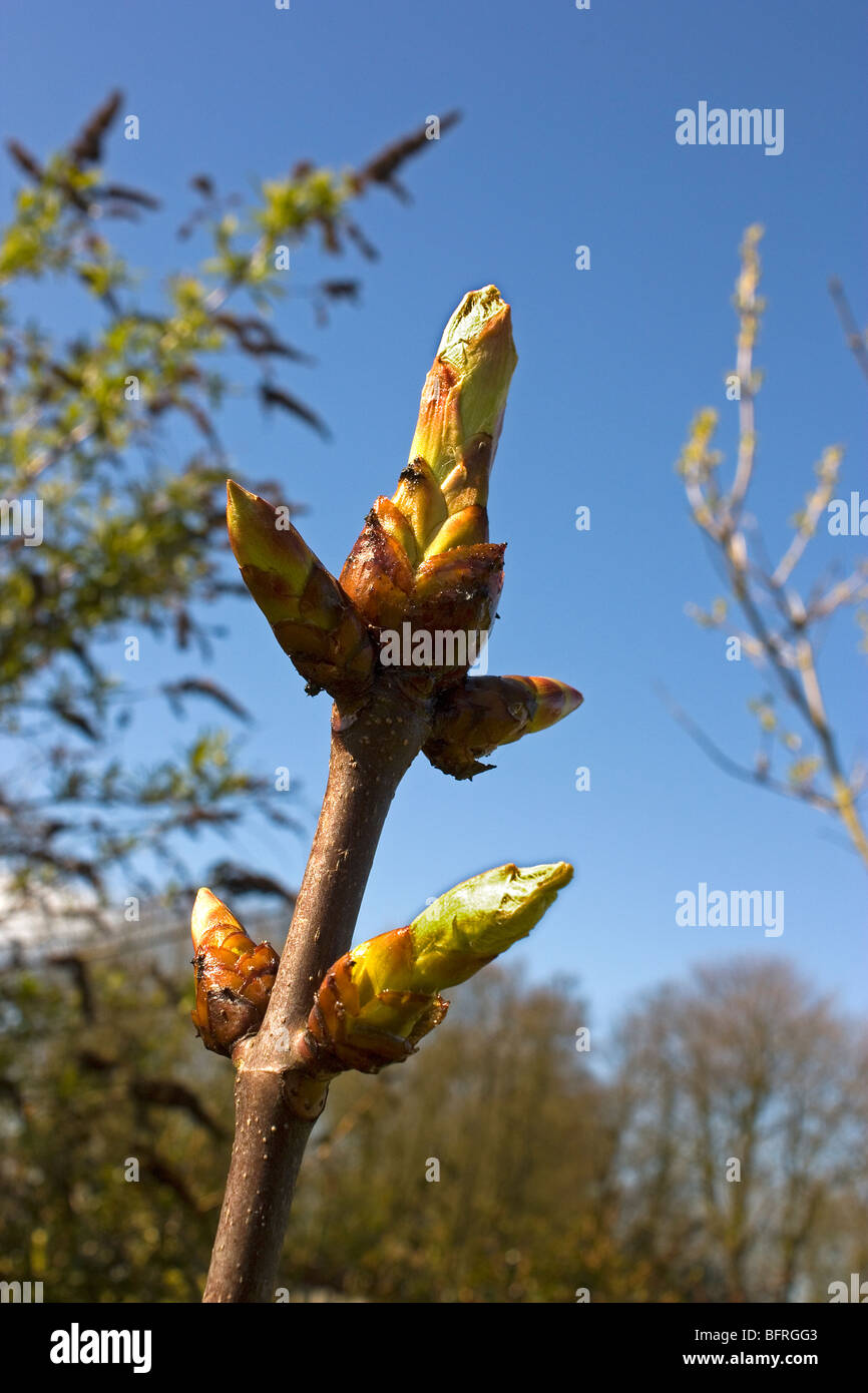 Sticky buds horse chestnut tree hires stock photography and images Alamy