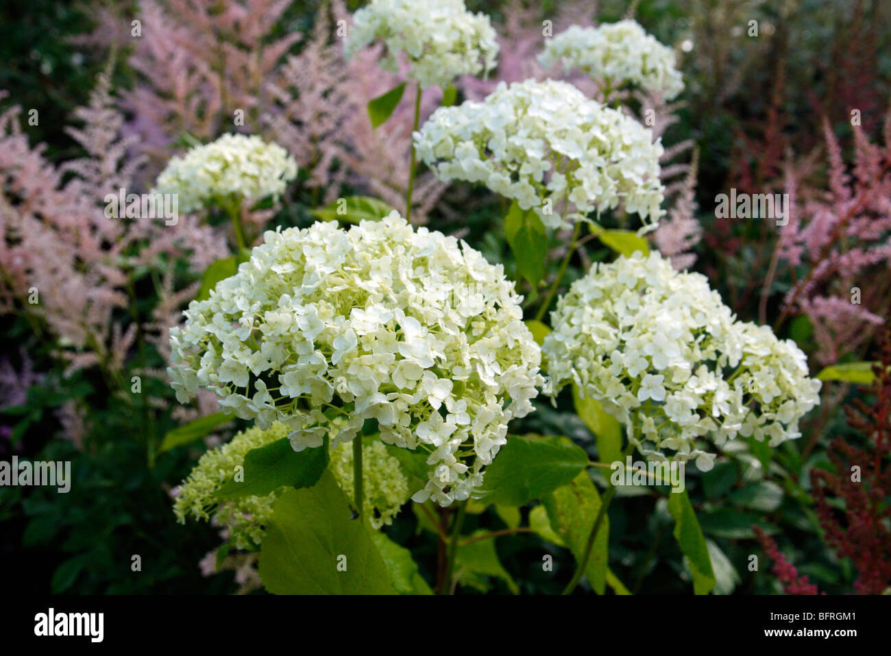 Hydrangea arborescens 'Annabelle' AGM Stock Photo