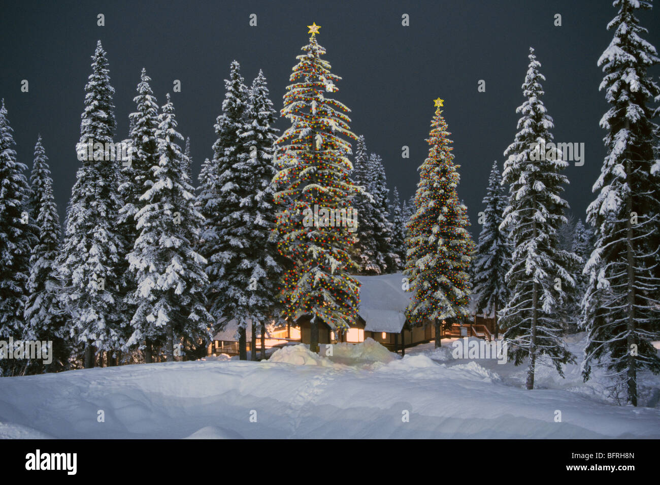 Giant lighted trees hires stock photography and images Alamy