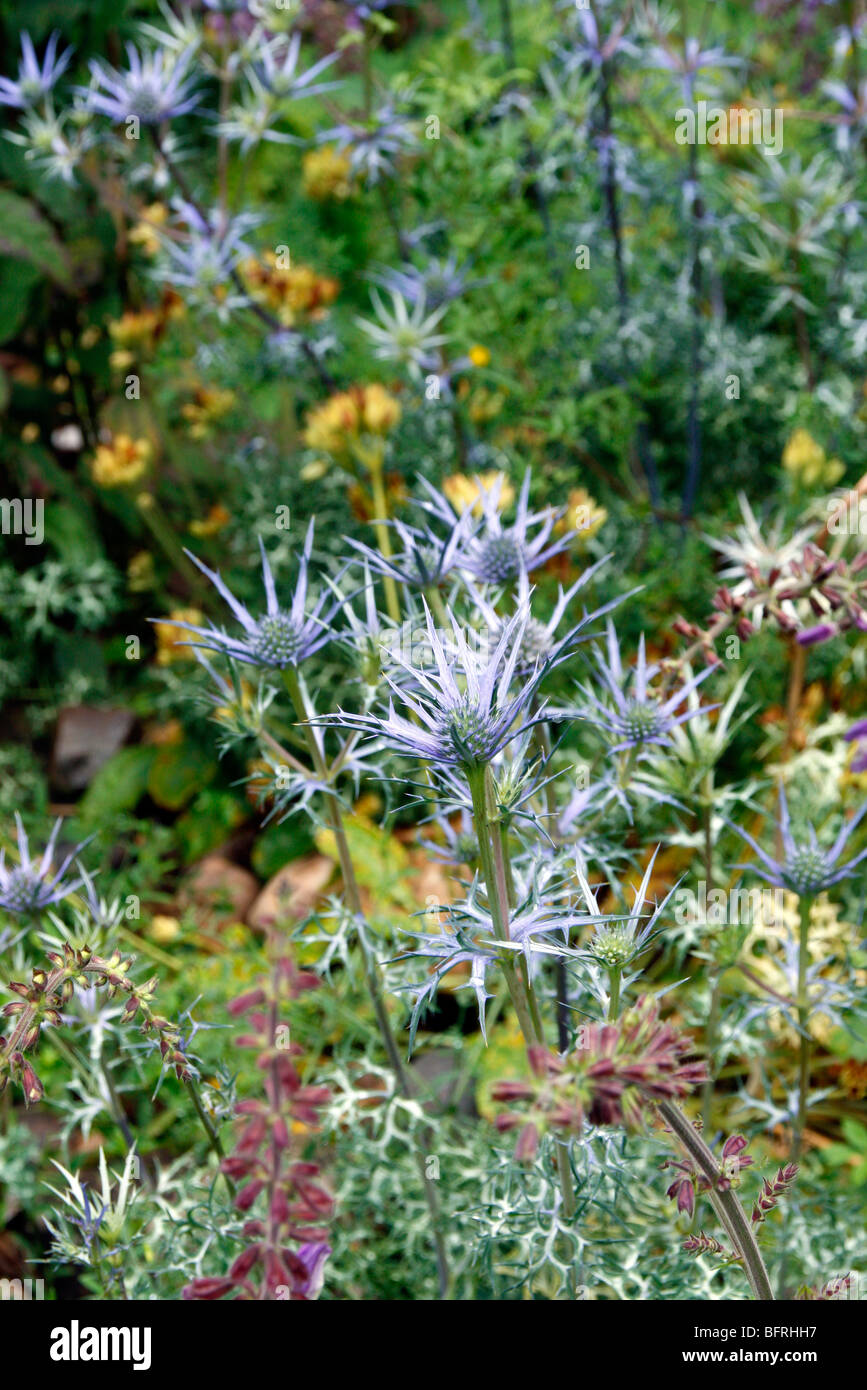 Eryngium bourgatii hires stock photography and images Alamy