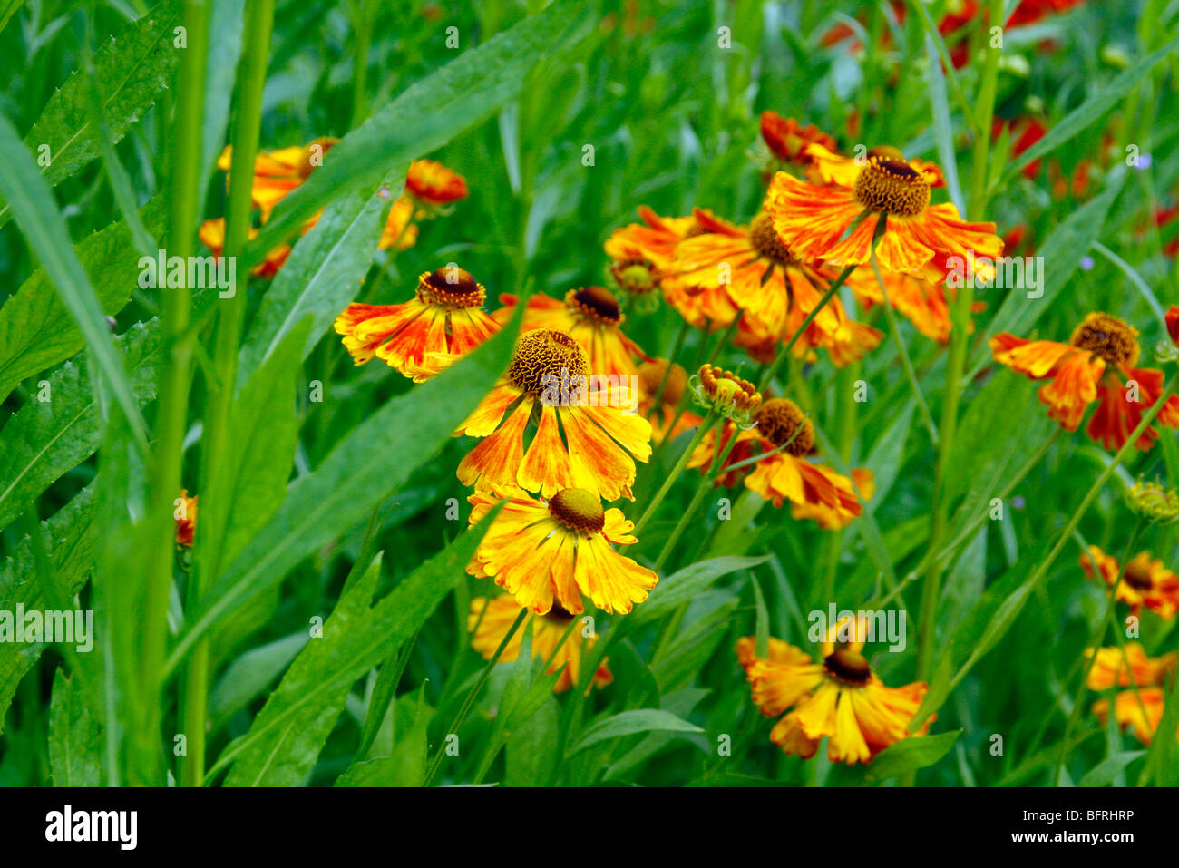 Helenium 'Kupfersprudel' as sold in Netherlands but probably incorrectly named Stock Photo