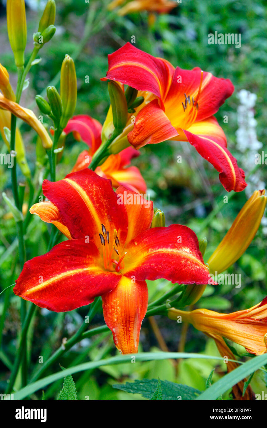 Lochinvar hires stock photography and images Alamy