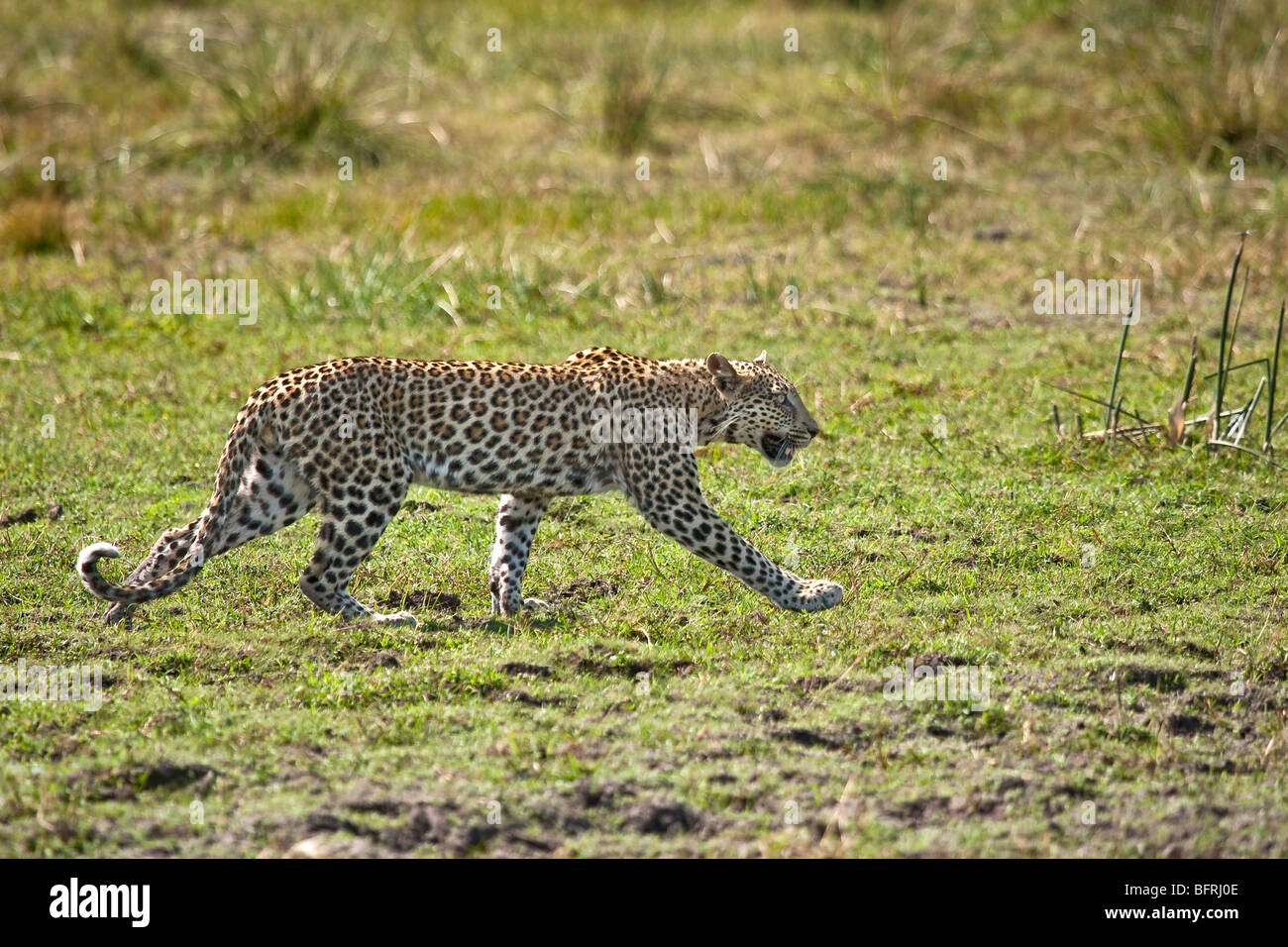 Leopard stalking prey Stock Photo